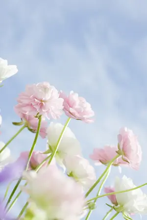 ปกนิยาย ( seventeen )  ♕GyuHeart  #minwon