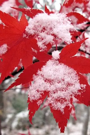 ปกนิยาย Love Service โทรสั่งกี่ครั้งถึงจะได้ใจเธอ.