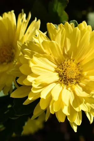 ปกนิยาย นิรันดร์จอมราษฏร์ : สองตะวันบัลลังก์เบญจมาศ