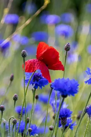 ปกนิยาย เมียในความลับ