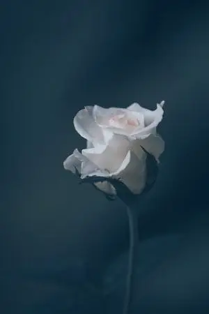 ปกนิยาย แหกกฎรัก