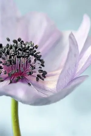 ปกนิยาย ชะตาโสมซ่อนทิศ