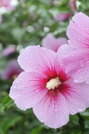 ปกนิยาย มนต์รักดอกมูกุงฮวา