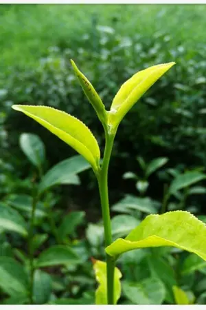 ปกนิยาย LOVEORGANIC JACKBAM    [THEEND]