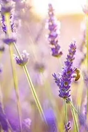 ปกนิยาย [OS,SF] MinHwan