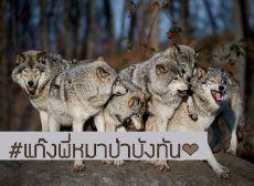 ปกนิยาย BANGTAN WOLF #แก๊งพี่หมาป่าบังทัน   | YAIO [ allmin / kookmin ]
