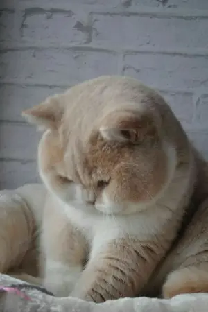 ปกนิยาย [Mpreg] #พี่เขาบอกว่าไม่รัก