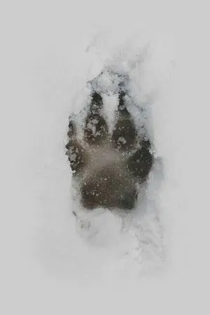 ปกนิยาย Achilles' heel — taeten