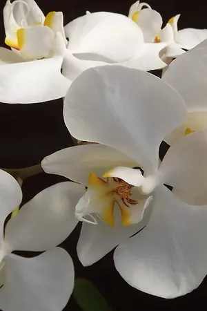 ปกนิยาย แสนรักเจ้าดั่งดวงฤทัย