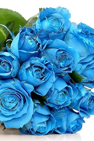 ปกนิยาย The Blue Rose รักแรกพบ...คำตอบหัวใจ