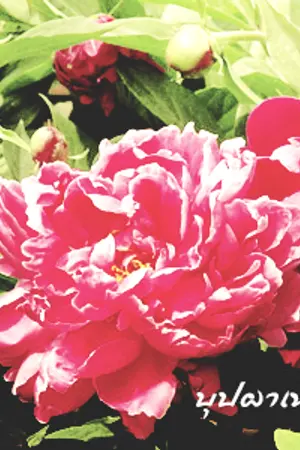 ปกนิยาย [ SEVENTEEN ] บุปผาเหนือบังลังก์ { SOONHOON / MINWON }