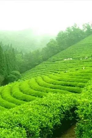 ปกนิยาย {END}นิยาย TEACHAN พ่อเลี้ยงไร่ชา - Chansoo {#ฟิคพ่อเลี้ยงไร่ชา}