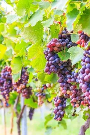 ปกนิยาย มัจจุราชล่าฝน - ChanSoo {#มัจจุราชล่าฝน}