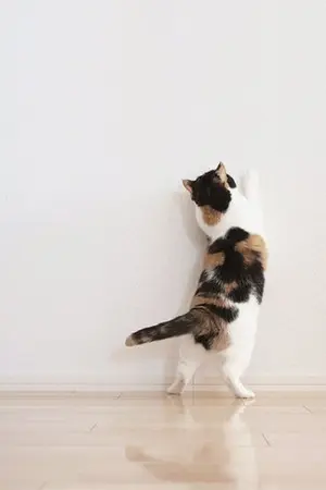 ปกนิยาย [fic] cat cafe' - mingyu/s.coups (seventeen)