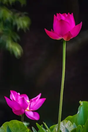 ปกนิยาย พลัดกาล