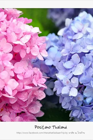 ปกนิยาย fic bleach ดอกไฮเดรนเยีย