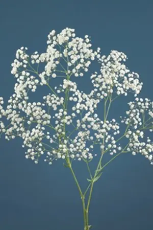 ปกนิยาย The Gypsophila [Chanbaek]