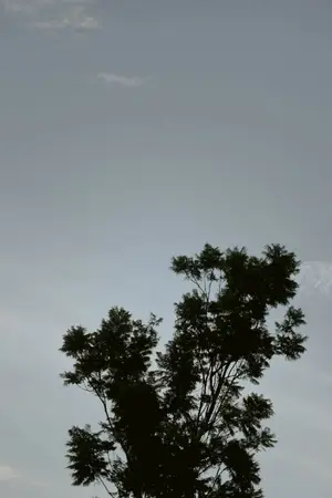 ปกนิยาย L U L L A B Y