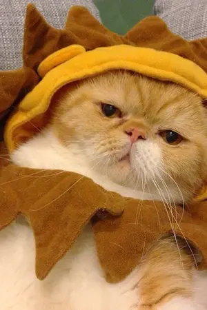 ปกนิยาย (os/sf) my heart feel like it's summer : chanbaek