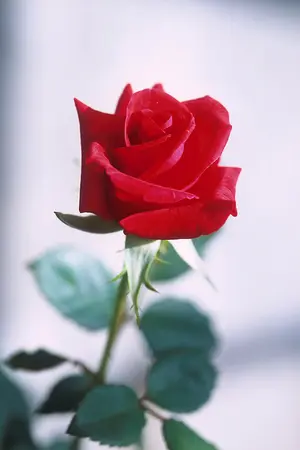 ปกนิยาย 「Kai x Sehun」It's been a while