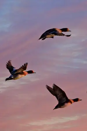 ปกนิยาย เรื่องเล่าในแดนฝัน