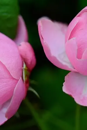 ปกนิยาย เจ้าสาวแก้ขัด