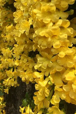 ปกนิยาย ิBOSS ตัวร้ายผู้ช่วยสุดป่วน