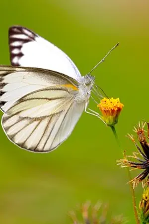 ปกนิยาย สายใยรักข้ามภพ