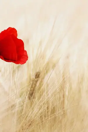 ปกนิยาย เมื่อฉันกลายเป็นนางเอกนิยายผู้โชคดี