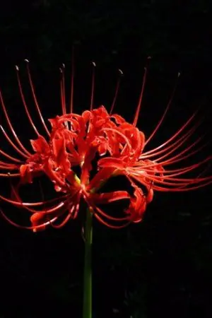 ปกนิยาย Pokemon การผจญภัยของพวกเรา (Side Story)