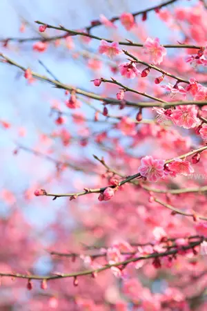 ปกนิยาย ภาษาญี่ปุ่น [ คำศัทพ์&ความรู้ ]