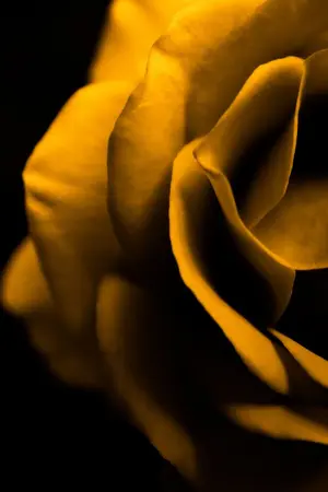 ปกนิยาย It's all yellow [SF Kaihun]