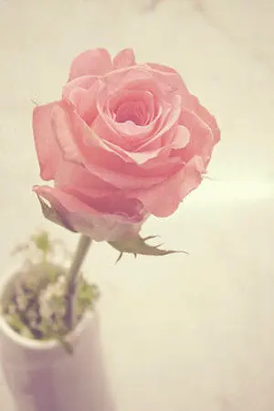 ปกนิยาย My lover ที่รักจ๋า...อยู่ไหนกันนะ