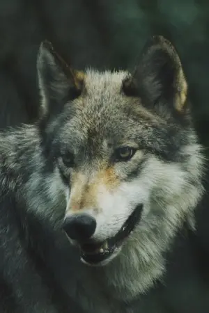 ปกนิยาย MHA Fic : DeKatsu TodoBaku