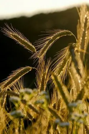 ปกนิยาย ข้าจะร่ำรวย!!