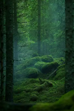 ปกนิยาย The Tale of Arden [Namjin]