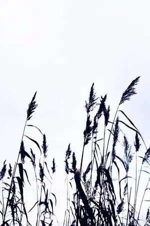 ปกนิยาย Absence makes the heart grow fonder [johnyong]