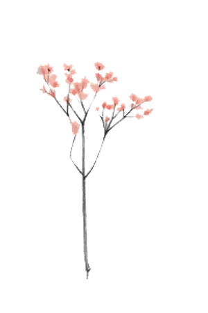 ปกนิยาย [OS] #บังทันวีคลี่