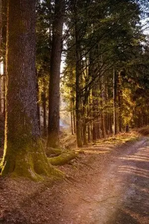 ปกนิยาย ซากุระโรยราตามฤดูกาล