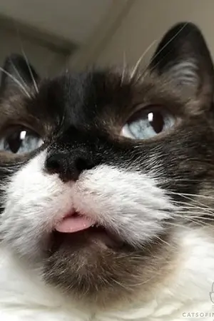 ปกนิยาย - ไอแมวหน้ามึน!! #พีทภูแมวมึน  (BL/YAOI)