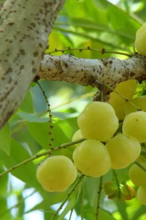 ปกนิยาย #ต้นมะยมที่รัก I Yaoi