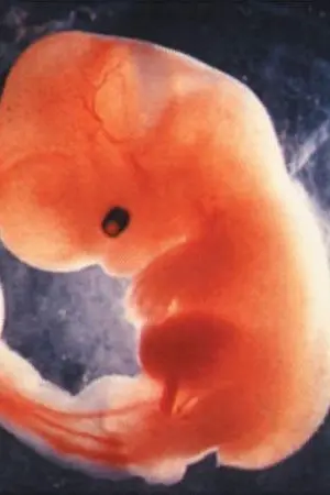 ปกนิยาย [OS/SF]  Embryo