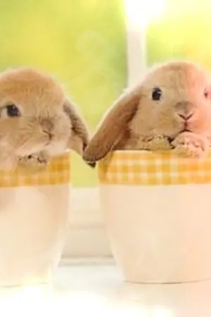 ปกนิยาย [Yaoi]  รักวุ่นวาย นายไข่อีสเตอร์ ( รีไรท์)