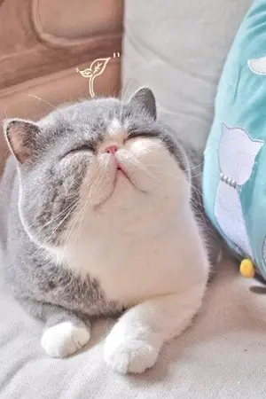 ปกนิยาย Produce101 (+++) etc.