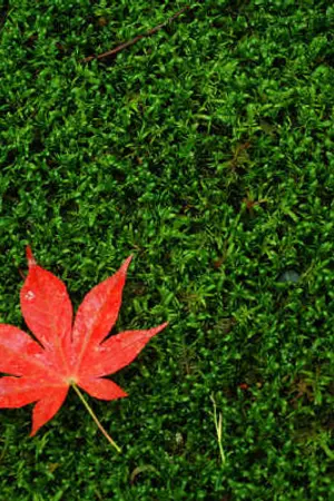 ปกนิยาย ใบไม้เปลี่ยนสี