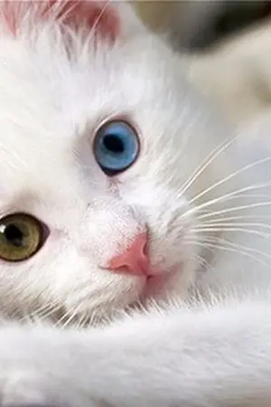 ปกนิยาย 我心爱的猫.  Yaoi,BL