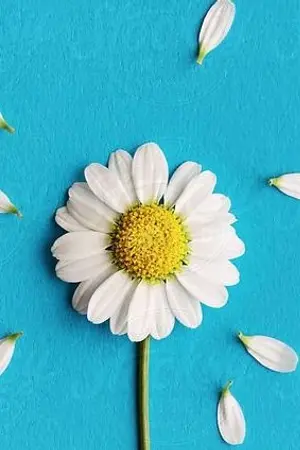 ปกนิยาย Charming (kaisoo)