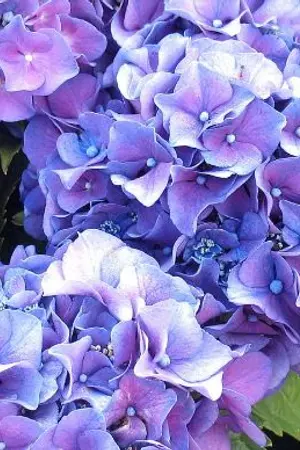 ปกนิยาย Cher Hydrangea ชะตาลิขิตรัก