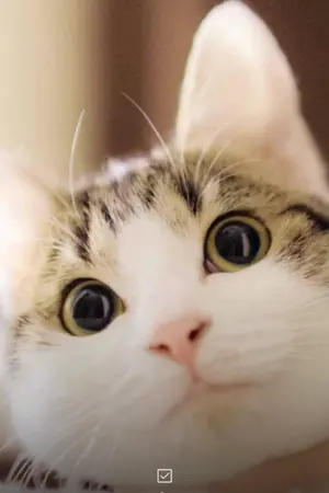 ปกนิยาย 💛แนะนำหนัง ซีรีย์ที่น่าดู💛