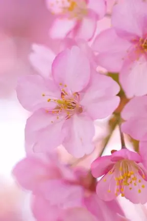 ปกนิยาย Cherry Blossom ยามเมื่อดอกซากุระร่วงหล่น